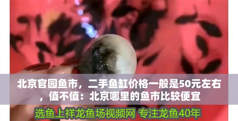 北京官園魚市，二手魚缸價格一般是50元左右，值不值：北京哪里的魚市比較便宜