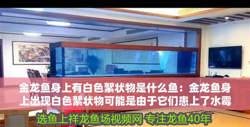 金龍魚身上有白色絮狀物是什么魚：金龍魚身上出現白色絮狀物可能是由于它們患上了水霉病