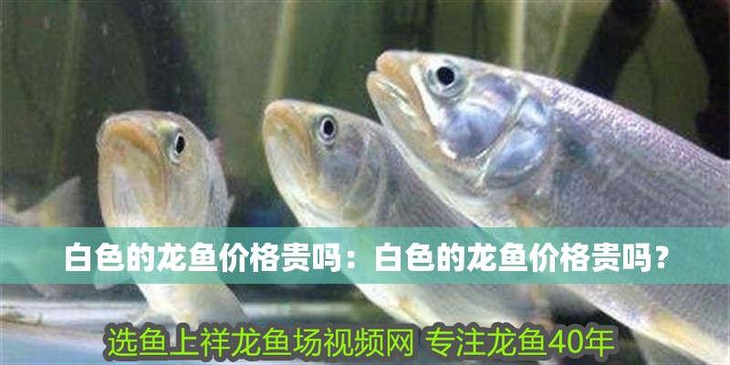 白色的龍魚價(jià)格貴嗎：白色的龍魚價(jià)格貴嗎？ 白色的龍魚價(jià)格貴嗎：白色的龍魚價(jià)格貴嗎？ 龍魚百科