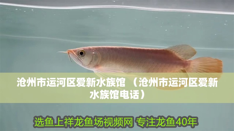 滄州市運(yùn)河區(qū)愛新水族館 （滄州市運(yùn)河區(qū)愛新水族館電話） 滄州市運(yùn)河區(qū)愛新水族館 （滄州市運(yùn)河區(qū)愛新水族館電話） 全國(guó)水族館企業(yè)名錄