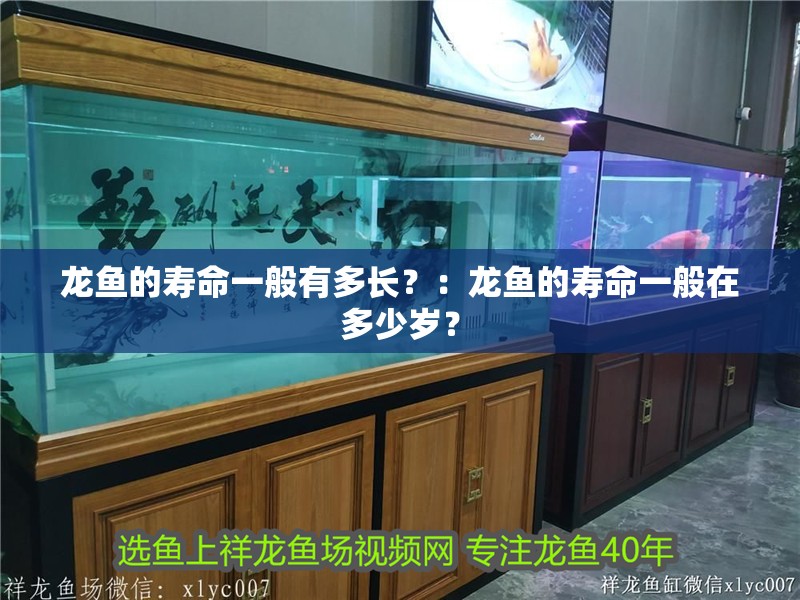 龍魚的壽命一般有多長？：龍魚的壽命一般在多少歲？