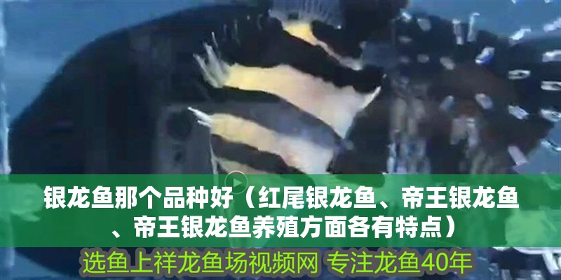 銀龍魚那個品種好（紅尾銀龍魚、帝王銀龍魚、帝王銀龍魚養殖方面各有特點） 銀龍魚那個品種好（紅尾銀龍魚、帝王銀龍魚、帝王銀龍魚養殖方面各有特點） 龍魚百科