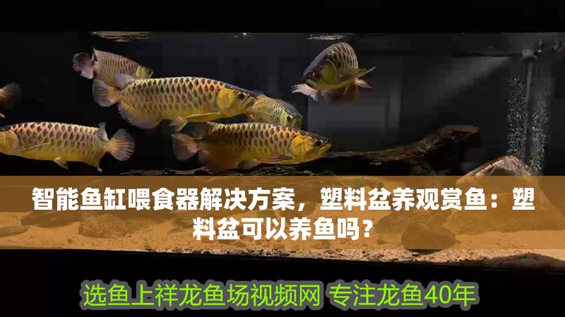 智能魚缸喂食器解決方案，塑料盆養(yǎng)觀賞魚：塑料盆可以養(yǎng)魚嗎？