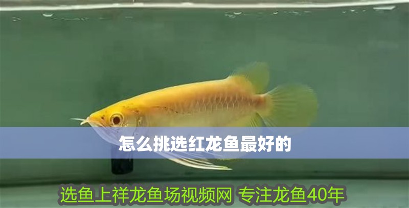 怎么挑選紅龍魚最好的