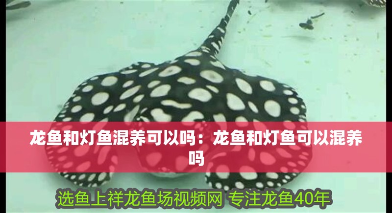 龍魚和燈魚混養可以嗎：龍魚和燈魚可以混養嗎 龍魚和燈魚混養可以嗎：龍魚和燈魚可以混養嗎 龍魚百科
