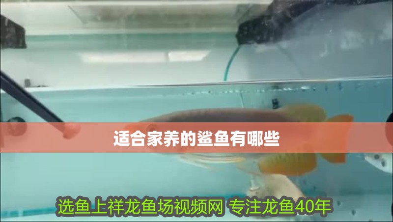 適合家養的鯊魚有哪些 適合家養的鯊魚有哪些 龍魚論壇