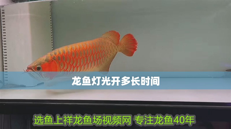 龍魚燈光開多長時間