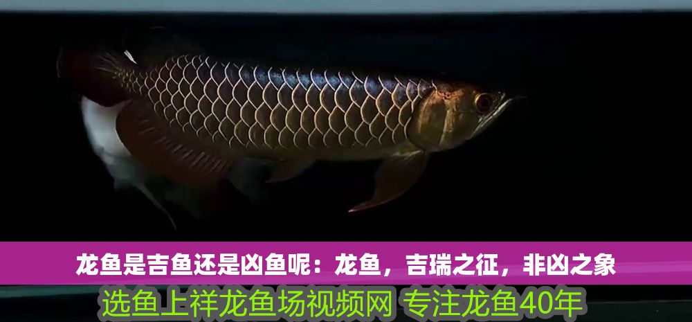 龍魚是吉魚還是兇魚呢：龍魚，吉瑞之征，非兇之象