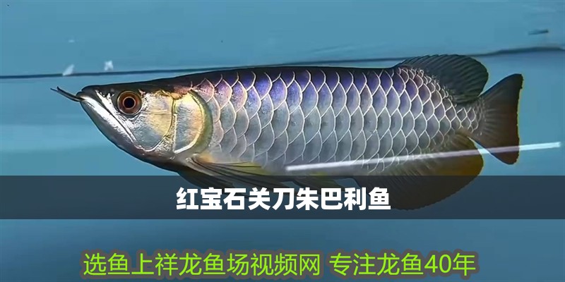 紅寶石關刀朱巴利魚