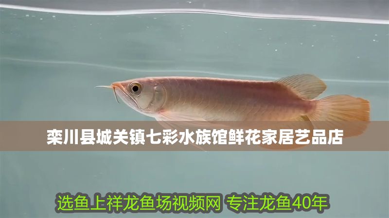 欒川縣城關(guān)鎮(zhèn)七彩水族館鮮花家居藝品店