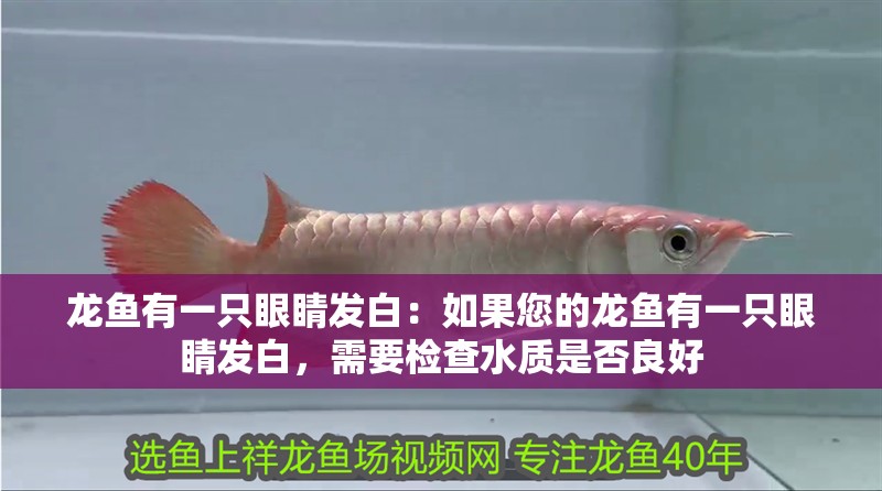龍魚(yú)有一只眼睛發(fā)白：如果您的龍魚(yú)有一只眼睛發(fā)白，需要檢查水質(zhì)是否良好