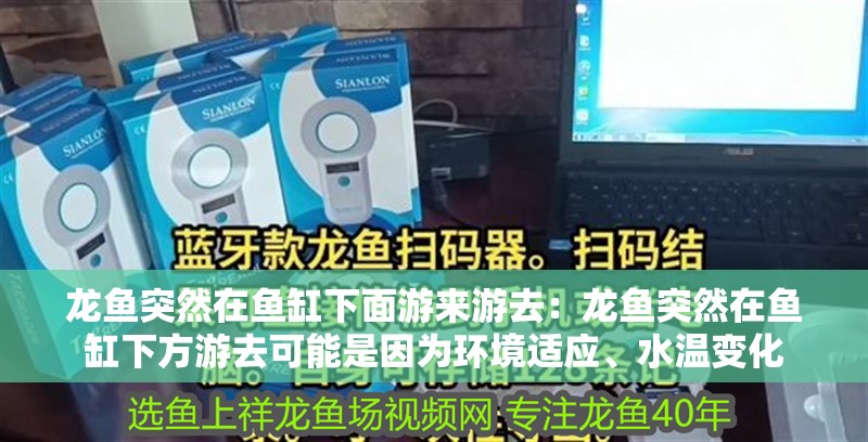 龍魚突然在魚缸下面游來游去：龍魚突然在魚缸下方游去可能是因為環境適應、水溫變化