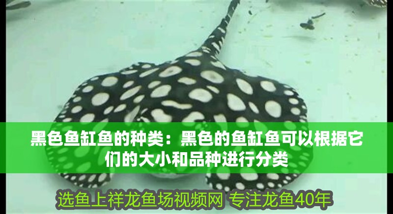 黑色魚缸魚的種類：黑色的魚缸魚可以根據它們的大小和品種進行分類