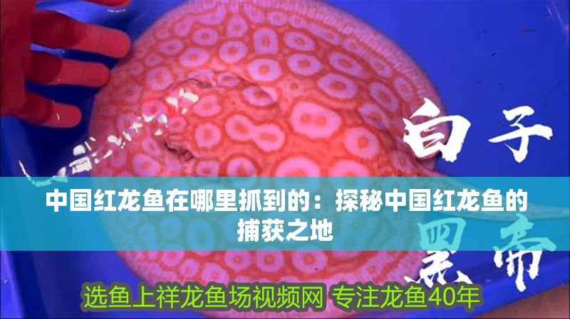 中國紅龍魚在哪里抓到的：探秘中國紅龍魚的捕獲之地