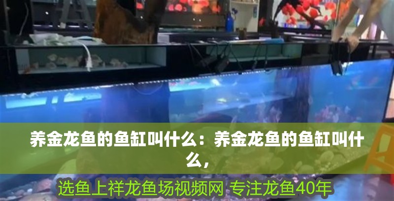 養金龍魚的魚缸叫什么：養金龍魚的魚缸叫什么，