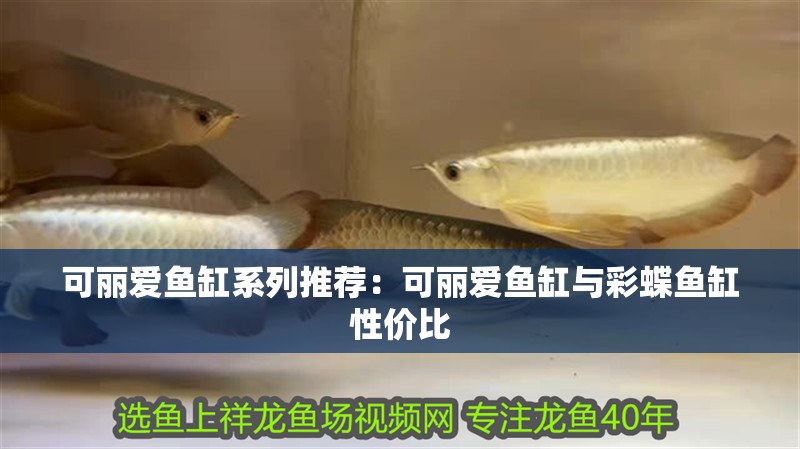 可麗愛魚缸系列推薦：可麗愛魚缸與彩蝶魚缸性價比 可麗愛魚缸系列推薦：可麗愛魚缸與彩蝶魚缸性價比 魚缸百科