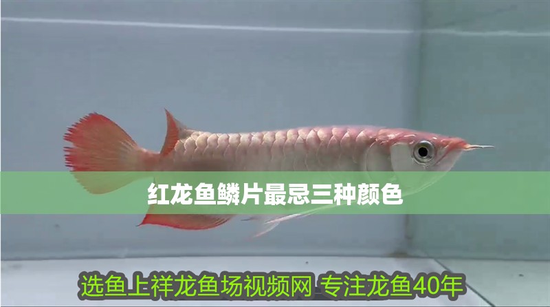 紅龍魚鱗片最忌三種顏色 紅龍魚鱗片最忌三種顏色 龍魚論壇