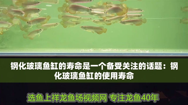 鋼化玻璃魚缸的壽命是一個備受關注的話題：鋼化玻璃魚缸的使用壽命