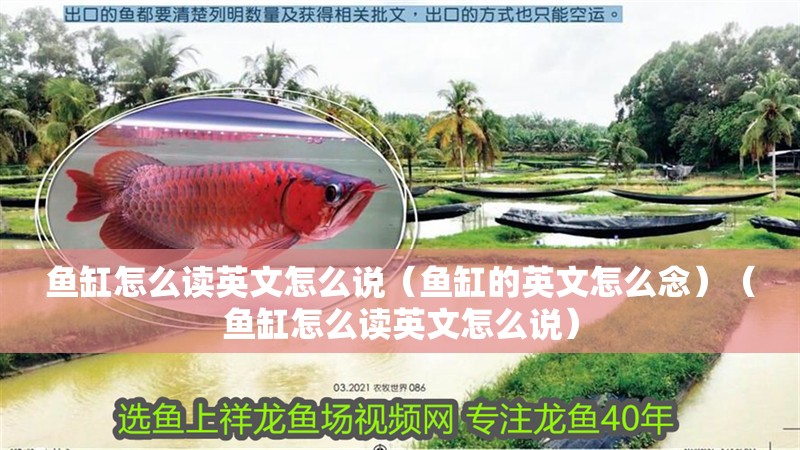 魚缸怎么讀英文怎么說（魚缸的英文怎么念）（魚缸怎么讀英文怎么說）