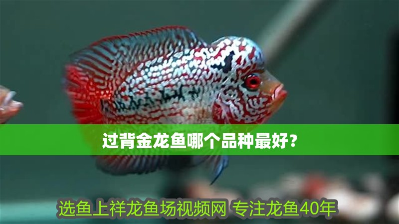 過背金龍魚哪個品種最好？