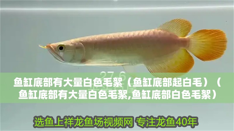 魚(yú)缸底部有大量白色毛絮（魚(yú)缸底部起白毛）（魚(yú)缸底部有大量白色毛絮,魚(yú)缸底部白色毛絮） 魚(yú)缸底部有大量白色毛絮（魚(yú)缸底部起白毛）（魚(yú)缸底部有大量白色毛絮,魚(yú)缸底部白色毛絮） 魚(yú)缸百科