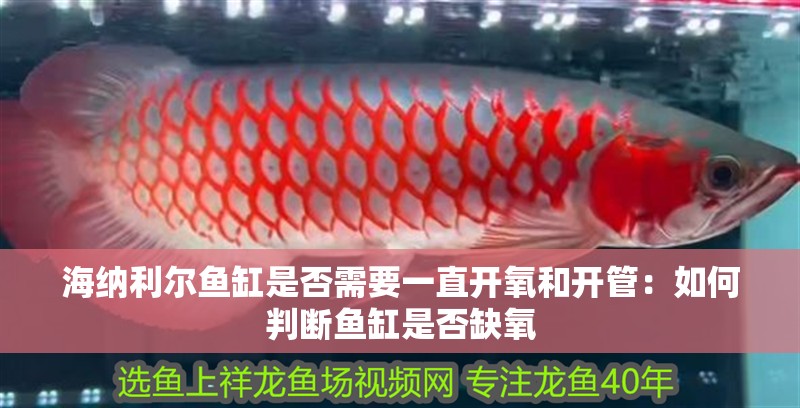 海納利爾魚缸是否需要一直開氧和開管：如何判斷魚缸是否缺氧 海納利爾魚缸是否需要一直開氧和開管：如何判斷魚缸是否缺氧 魚缸百科