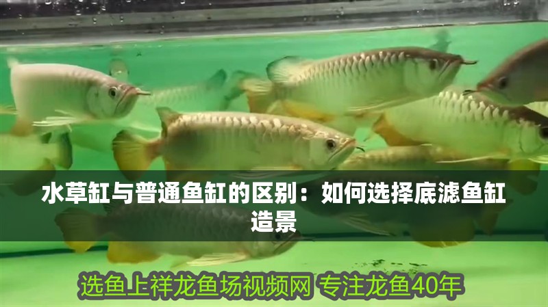 水草缸與普通魚(yú)缸的區(qū)別：如何選擇底濾魚(yú)缸造景