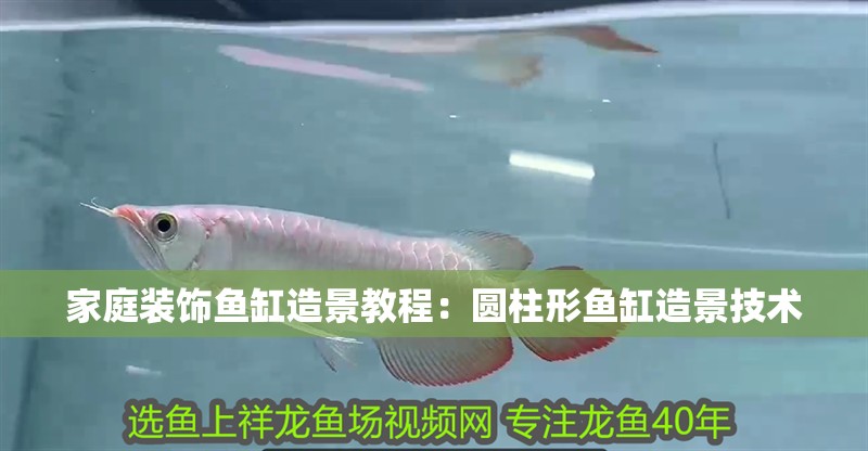 家庭裝飾魚缸造景教程：圓柱形魚缸造景技術 家庭裝飾魚缸造景教程：圓柱形魚缸造景技術 魚缸百科