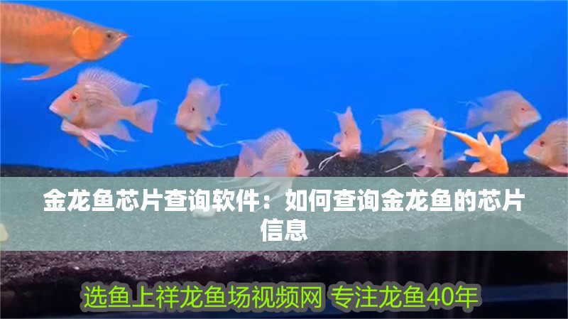 魚缸用增氧泵價格是多少:魚缸增氧機-xtrac增氧機-xtrac增氧機 金龍魚芯片查詢軟件:如何查詢金龍魚的芯片信息 龍魚百科 金龍魚芯片查詢軟件:如何查詢金龍魚的芯片信息 金龍魚芯片查詢軟件:如何查詢金龍魚的芯片信息 龍魚百科