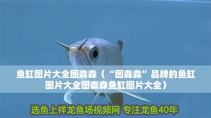 魚缸圖片大全圖森森（“圖森森”品牌的魚缸圖片大全圖森森魚缸圖片大全）