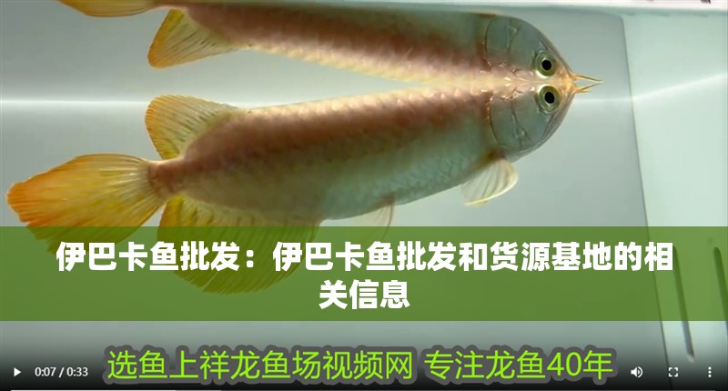 伊巴卡魚批發：伊巴卡魚批發和貨源基地的相關信息 伊巴卡魚批發：伊巴卡魚批發和貨源基地的相關信息 龍魚百科