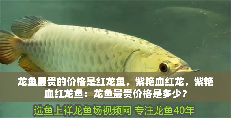 龍魚最貴的價格是紅龍魚，紫艷血紅龍，紫艷血紅龍魚：龍魚最貴價格是多少？