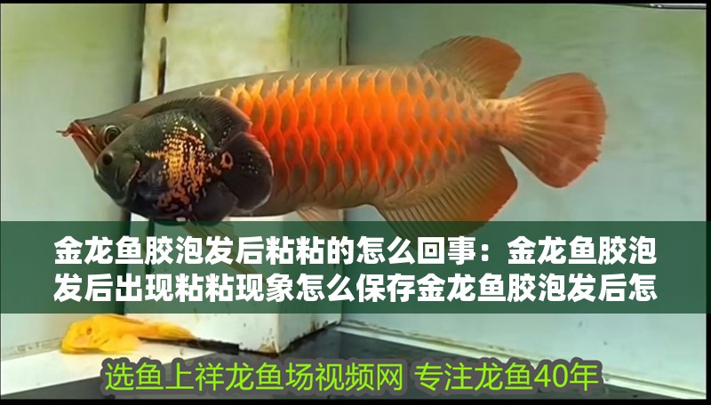 金龍魚膠泡發(fā)后粘粘的怎么回事：金龍魚膠泡發(fā)后出現(xiàn)粘粘現(xiàn)象怎么保存金龍魚膠泡發(fā)后怎么保存