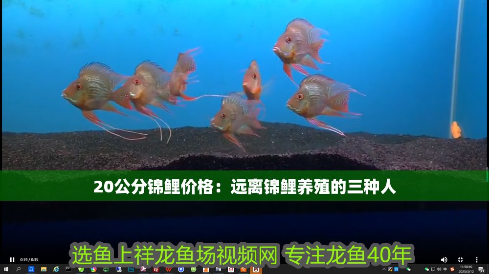 20公分錦鯉價格：遠離錦鯉養殖的三種人