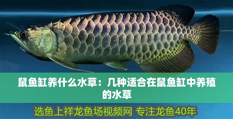 鼠魚缸養什么水草：幾種適合在鼠魚缸中養殖的水草