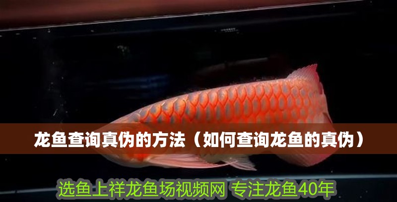 龍魚查詢真偽的方法（如何查詢龍魚的真偽） 龍魚查詢真偽的方法（如何查詢龍魚的真偽） 龍魚百科
