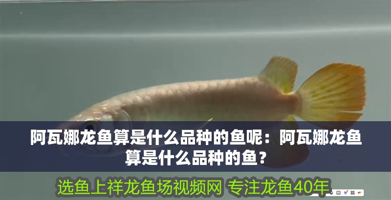 阿瓦娜龍魚算是什么品種的魚呢：阿瓦娜龍魚算是什么品種的魚？