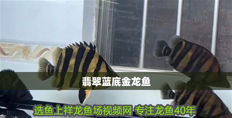 翡翠藍底金龍魚