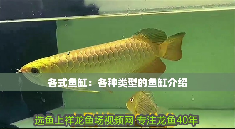 各式魚缸：各種類型的魚缸介紹