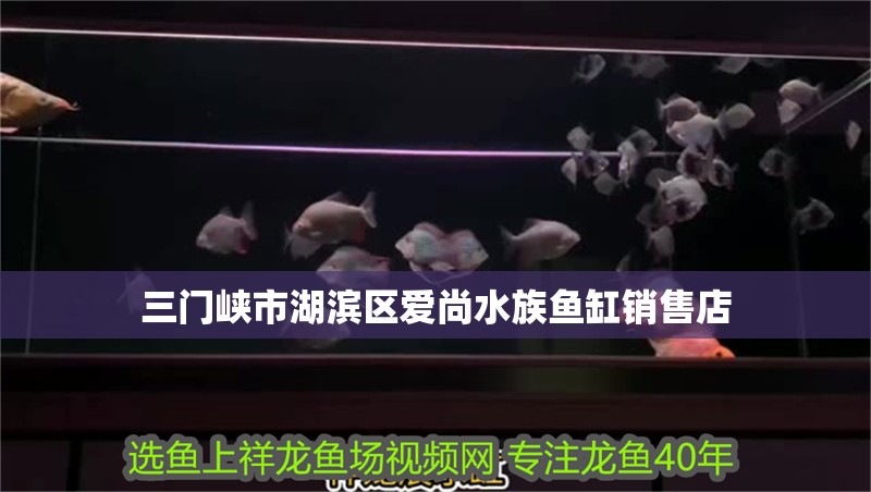 三門峽市湖濱區愛尚水族魚缸銷售店 三門峽市湖濱區愛尚水族魚缸銷售店 全國水族館企業名錄
