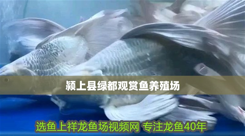 潁上縣綠都觀賞魚養(yǎng)殖場