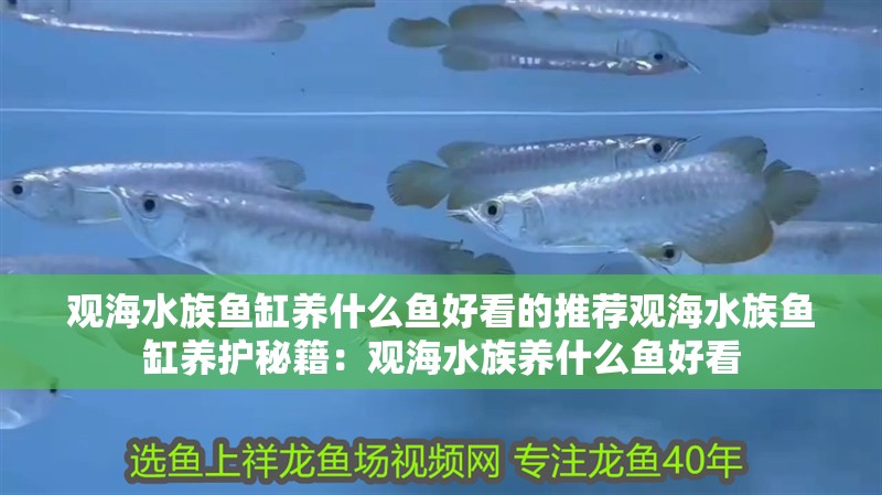 觀海水族魚缸養什么魚好看的推薦觀海水族魚缸養護秘籍：觀海水族養什么魚好看 觀海水族魚缸養什么魚好看的推薦觀海水族魚缸養護秘籍：觀海水族養什么魚好看 魚缸百科