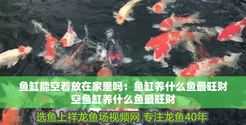 魚缸能空著放在家里嗎：魚缸養什么魚最旺財空魚缸養什么魚最旺財
