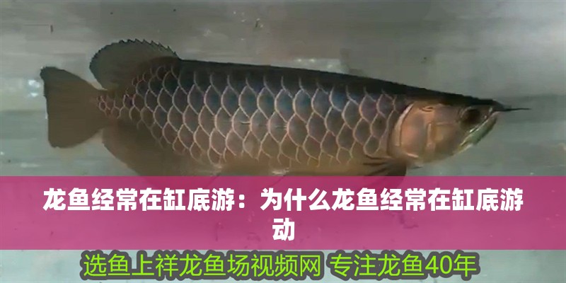 龍魚經常在缸底游：為什么龍魚經常在缸底游動