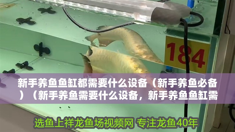 新手養魚魚缸都需要什么設備（新手養魚必備）（新手養魚需要什么設備，新手養魚魚缸需要什么設備）