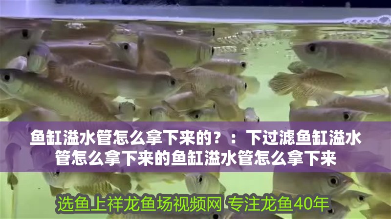 魚缸溢水管怎么拿下來的？：下過濾魚缸溢水管怎么拿下來的魚缸溢水管怎么拿下來