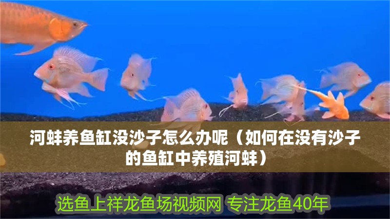龍魚怕什么 河蚌養魚缸沒沙子怎么辦呢(如何在沒有沙子的魚缸中養殖河蚌) 魚缸百科 河蚌養魚缸沒沙子怎么辦呢(如何在沒有沙子的魚缸中養殖河蚌) 河蚌養魚缸沒沙子怎么辦呢(如何在沒有沙子的魚缸中養殖河蚌) 魚缸百科