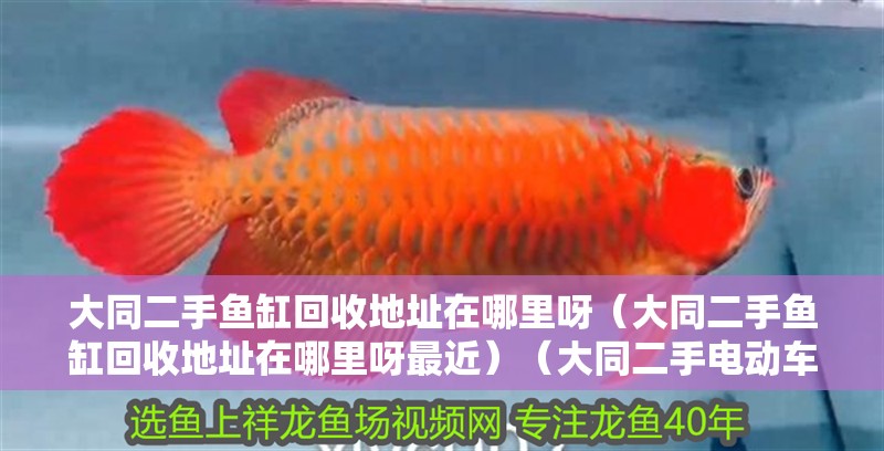 大同二手魚缸回收地址在哪里呀（大同二手魚缸回收地址在哪里呀最近）（大同二手電動(dòng)車回收地址在哪里？） 大同二手魚缸回收地址在哪里呀（大同二手魚缸回收地址在哪里呀最近）（大同二手電動(dòng)車回收地址在哪里？） 魚缸百科