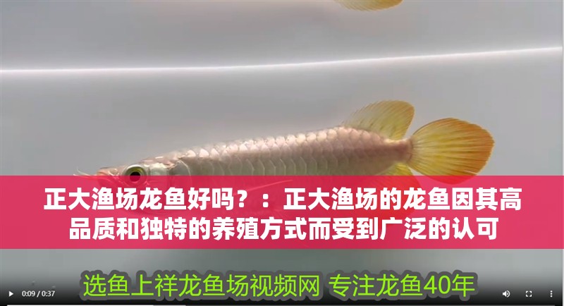 正大漁場龍魚好嗎？：正大漁場的龍魚因其高品質和獨特的養殖方式而受到廣泛的認可