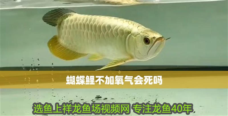 蝴蝶鯉不加氧氣會死嗎 蝴蝶鯉不加氧氣會死嗎 龍魚論壇